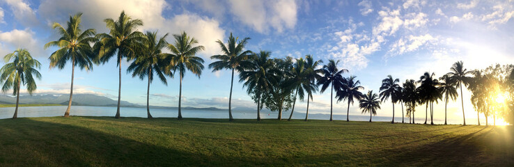 Panoramic landscape view of a Row of palm trees in Port Douglas