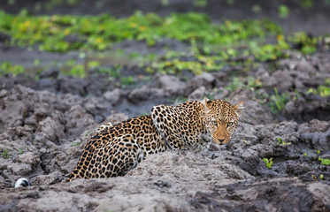 A lone female leopard (Panthera pardus pardus), pausing and looking at the camera at a waterhole in fading evening light, South Luangwa National Park, Zambia, Africa.
