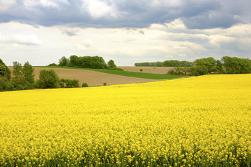 Fototapeta premium Yellow flower field in the Czech Republic