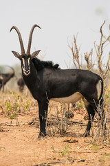 Vertical shot of a large male Sable antelope (Hippotragus niger), standing sideways to the camera in a wooded savannah, looking to the photographer. Chobe National Park, Botswana, Africa. © billie16