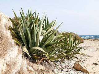 Aloe by the sea
