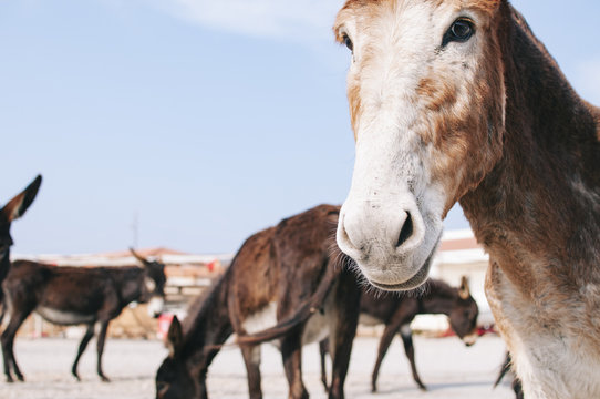 Jerusalem pony, a donkey
