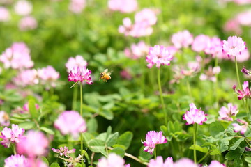 Obraz na płótnie Canvas レンゲ蜜を集めて飛ぶ蜜蜂 