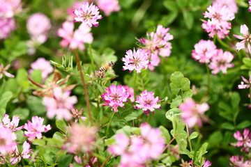 レンゲ蜜を集めて飛ぶ蜜蜂
