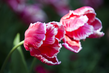 Pink tulips with white border