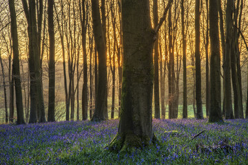 Stunning landscape of bluebell forest in Spring in English count
