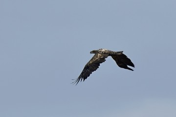 Junger Seeadler am Himmel über dem Spreewald