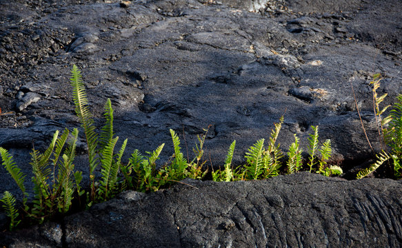 Amau fern breaks through lava field near Kalapana