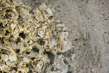 Shellfish clumping in seawater.