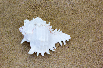 Shells on the sand