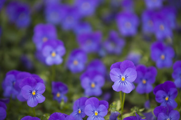 Fototapeta premium violet pansies flowers. Blurred natural background