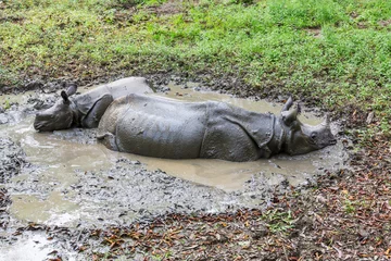 Crédence de cuisine en verre imprimé Rhinocéros Rhino in Nepal
