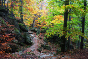 Fall in Karkonosze Mountains Forest in Poland