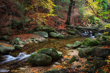 Creek in Autumn Forest