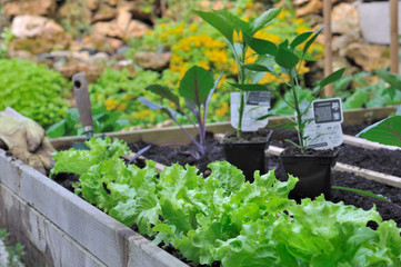 salades et jeunes plants de légumes dans carré potager 