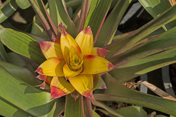 bromeliads plant in a garden
