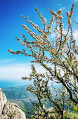 Blooming apple on the side of a cliff
