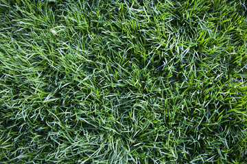 Obraz premium texture of the lawn grass, top view