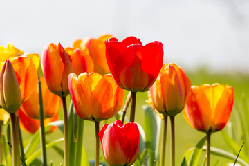 Obraz premium rote und gelb orange Tulpen in der Natur