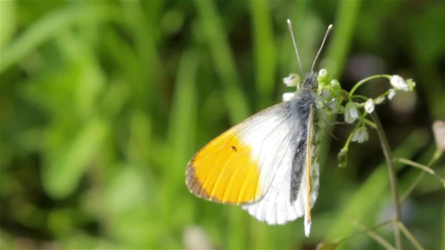 butterfly with yellow wings/beautiful butterfly sits on a flower