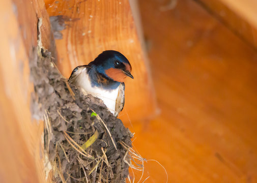 Eine Rauchschwalbe beim Nestbau unter einem Holzdach