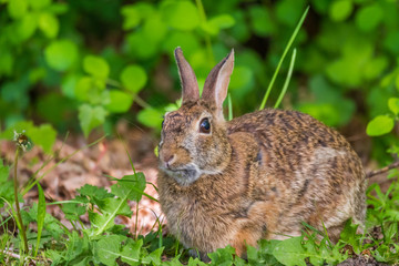 Naklejka na ściany i meble Grey rabbit looking at you on grass background. Nisqually National Wildlife Refuge