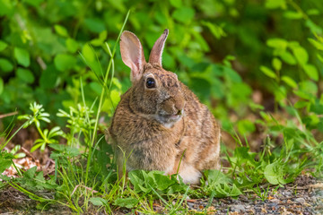 Grey rabbit looking at you on grass background. Nisqually National Wildlife Refuge