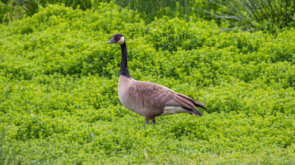 Wild goose standing among the thickets. Nisqually National Wildlife Refuge.
