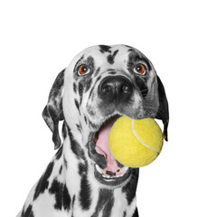 dog holding a ball - 110633512