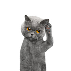 cat listens attentively to somebody