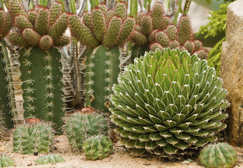 many types of Cactus