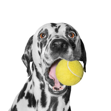 dog holding a ball