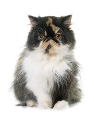 tricolor persian cat