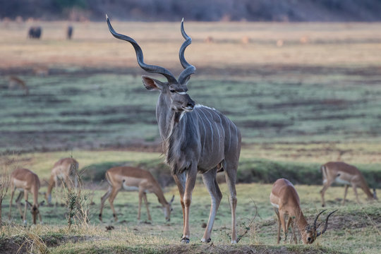 An alert adult male Kudu (Tragelaphus strepsiceros) on the river flats, South Luangwa National Park, Zambia, Africa. Impala grazing nearby and elephant in the distance.