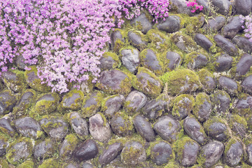 Flowers and the stone wall, Spring textured