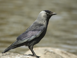 Jackdaw 