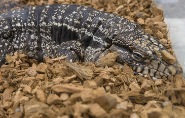 Black and white tegu , Argentine giant tegu, Tupinambis merianae in a glass cage
