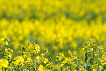 gelbe Rapsblüten