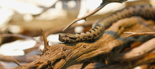 Fototapeta premium Hornotter auf einem Holz.