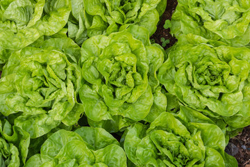 fresh lettuce growing in vegetable garden