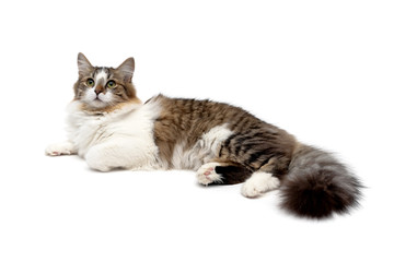 fluffy cat close up isolated on white background