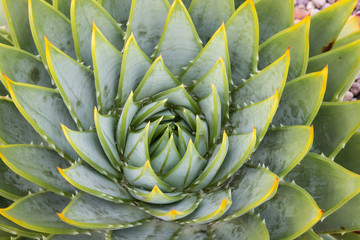 spiral cactus leaves