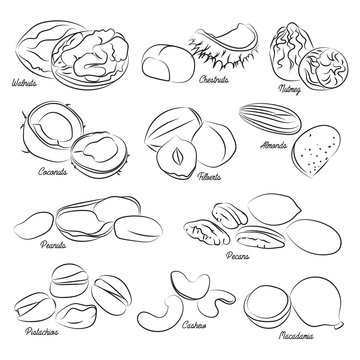 Collection of different nuts