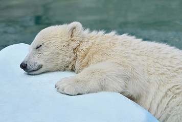 Naklejka na ściany i meble Белый медвежонок спит.