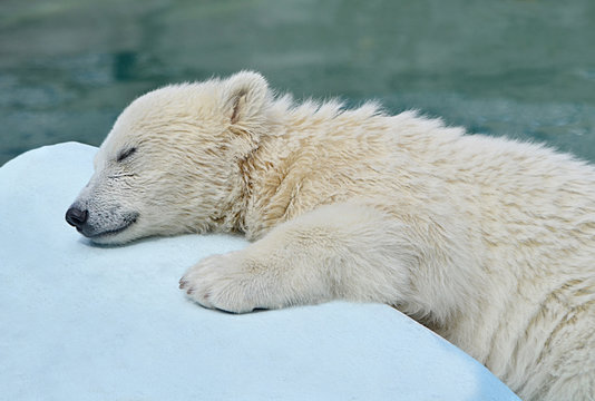 Белый медвежонок спит.
