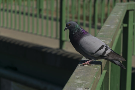 Close-up on rock pigeon sitting on fence. Bird detail.