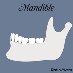 mandible