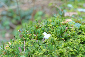 Forest moss on hemp