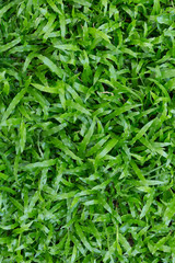 green grass turf