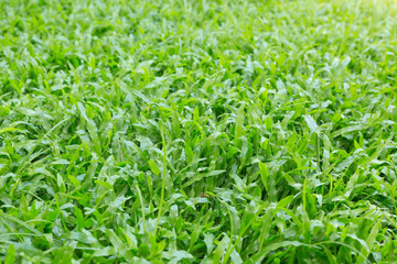 green grass turf garden in morning